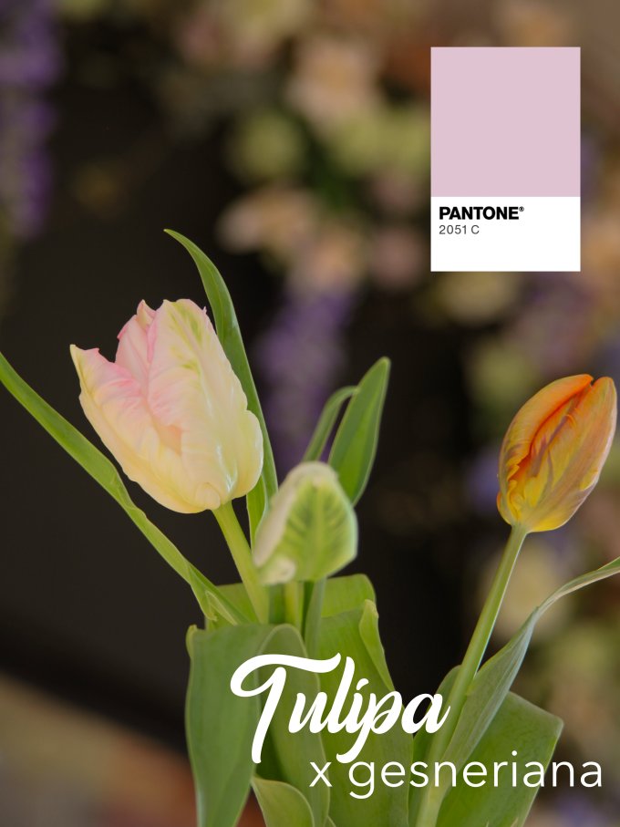 Fleurs de Mars photo 2